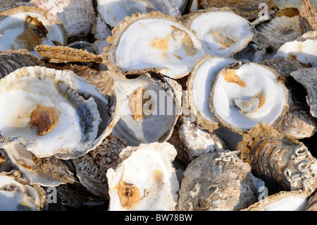 Ein Haufen von leeren Austernschalen Stockfoto