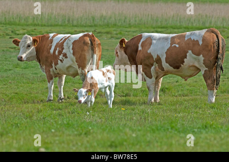 Hausrind (Bos Primigenius, Bos Taurus), züchten: Fleckvieh. Stier, Kuh und Kalb auf der Weide. Stockfoto