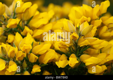 Ginster, gemeinsame Stechginster (Ulex Europaeus), blühender Zweig. Stockfoto