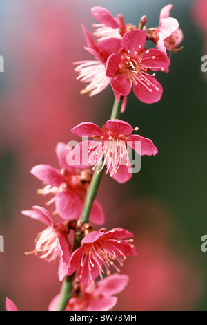 Japanische Aprikose (Prunus Mume), blühender Zweig, Vielfalt: Beni-Chi-Dori. Stockfoto