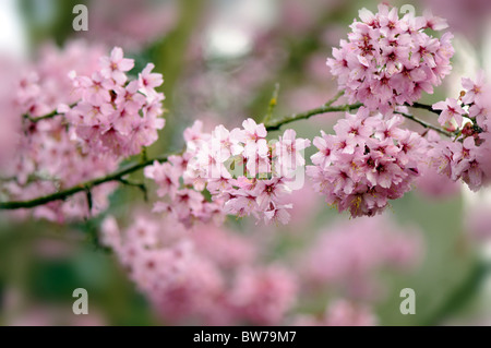 Weiche rosa Blüte von Prunus Shosar blühenden Kirschbaum Stockfoto