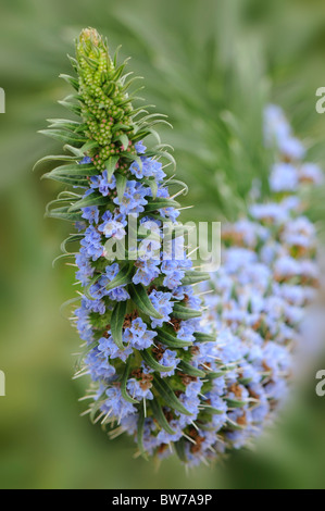 Echium X Scilloniense ergeben sich kleine blaue Blumen auf einer Wölbung Stockfoto