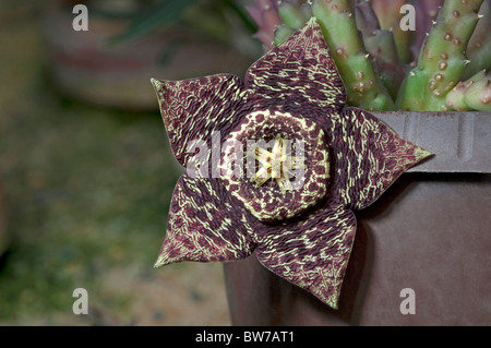 Aas Blume, Seestern-Blume (Stapelia Variegata, Orbea Variegata). AAS Geruch locken fliegen, welche Blumen Polinate. Stockfoto