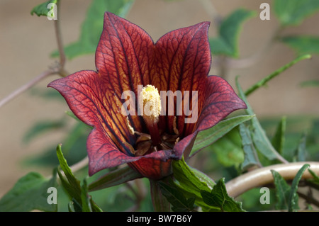 Kanarischer Bell Flower (Canarina Canariensis), blühen. Stockfoto