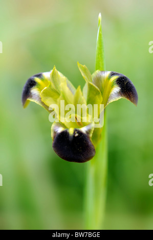 Eine einzelne Blume Hermodactylus Tuberosus - Iris Tuberosa - Witwe Iris oder Schlangen-Kopf Iris Stockfoto