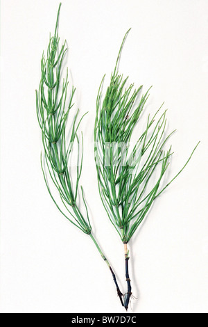 Gemeinsamen Schachtelhalm (Equisetum Arvense), Stiele, Studio Bild vor einem weißen Hintergrund. Stockfoto