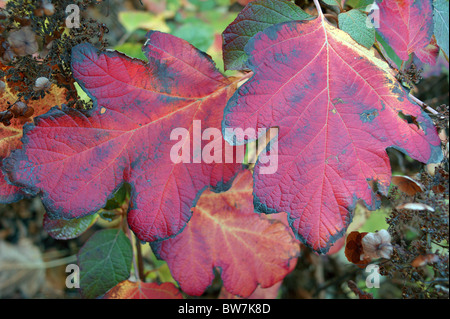 Hydrangea Herbstlaub Quercifolia roten hautnah Stockfoto