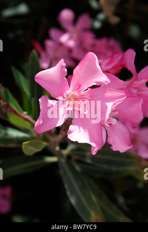NERIUM OLEANDER. ROSA OLEANDER. Stockfoto