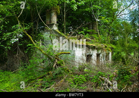 Verfallene traditionelle Zeit alte Steinhaus überwuchert von Wildnis renovierungsbedürftig an Talg, Grafschaft Waterford, Irland Stockfoto