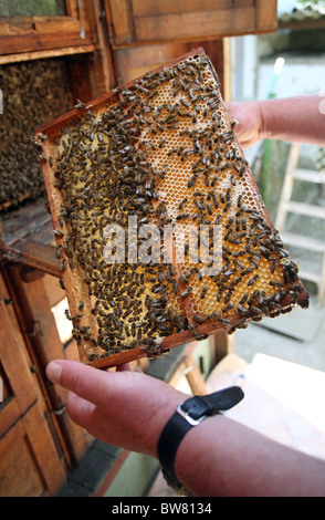 Honigbienen auf einer Honigwabe Stockfoto