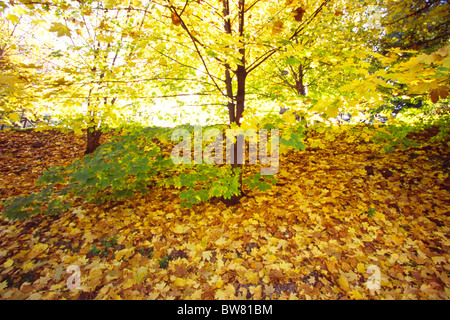 autumn leaves,Tuscany,Italy Stockfoto