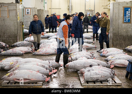 Thunfisch-Auktion im Tsukiji-Fischmarkt in Tokio eingefroren Stockfoto