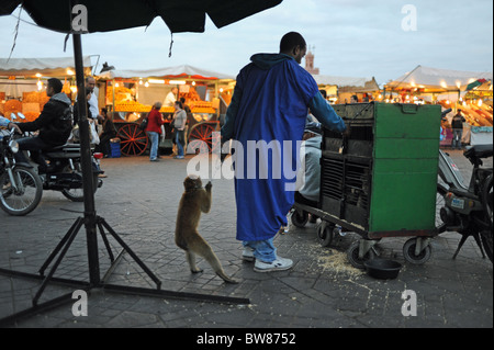 Marrakesch Marokko 2010 - Affen mit ihren Handler oder Trainer im berühmten Marktplatz Djemaa El-Fna in Marrakesch Stockfoto