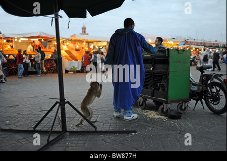 Marrakesch Marokko 2010 - Affen mit ihren Handler oder Trainer im berühmten Marktplatz Djemaa El-Fna in Marrakesch Stockfoto