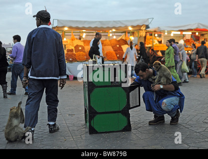 Marrakesch Marokko 2010 - Affen mit ihren Handler oder Trainer im berühmten Marktplatz Djemaa El-Fna in Marrakesch Stockfoto