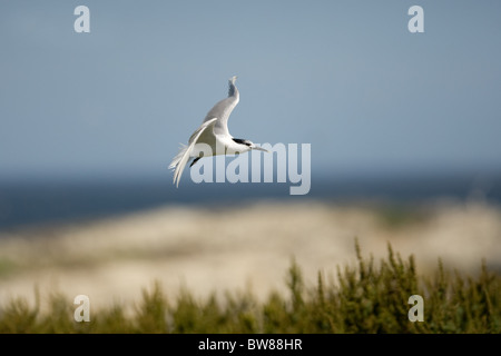 Die Brandseeschwalbe (Thalasseus Sandvicensis, Sy Sterna Sandvicensis [2], ist ein Seevogel der Seeschwalbe Familie Sternidae. Stockfoto