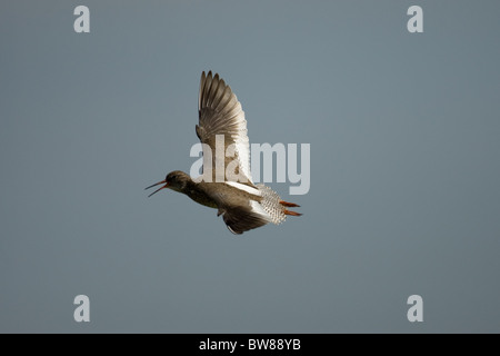 Die gemeinsame Rotschenkel oder einfach Rotschenkel (Tringa Totanus) ist eine eurasische Wader in der großen Familie Scolopacidae. Stockfoto