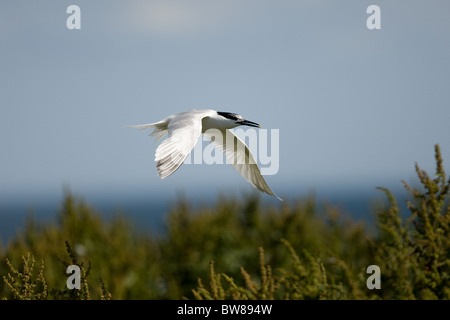 Brandseeschwalbe (Thalasseus Sandvicensis, Sy Sterna sandvicensis Stockfoto
