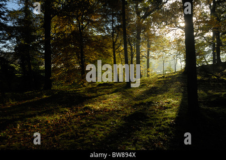 Dawn Sonnenlicht filtert durch einem Eichenwald an einem Herbstmorgen Stockfoto