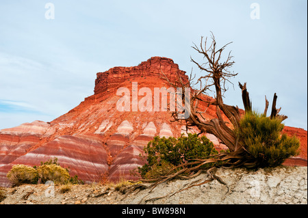 Toten Wacholder mit Butte hinten in der Nähe von Paria Altstadt zwischen Kanab und Page Arizona im Grand Escalante National Monument Stockfoto