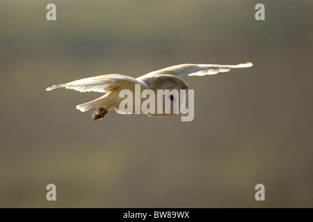 Schleiereule, Tyto Alba, Jagd, Norfolk, Großbritannien. Stockfoto