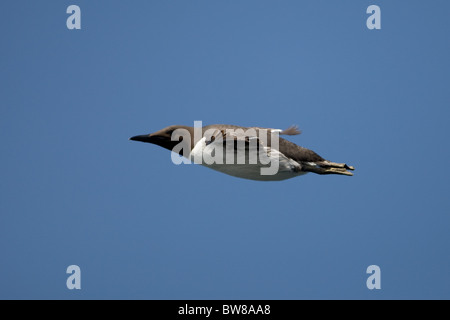 Die Common Murre oder gemeinsame Guillemot (Uria Aalge) ist ein großes Auk. Stockfoto