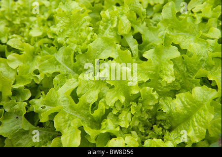 Garten Salat grünem Hintergrund Textur Lactuca Spp hautnah Stockfoto