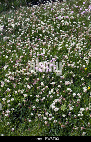 Teufels-Bit Witwenblume wächst in den Sanddünen an Beadnell Bay Northumberland in England Stockfoto