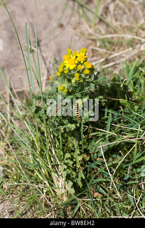 Zinnober Moth Raupen ernähren sich von Kreuzkraut in Dünen in der Nähe von Beadnell Bay Northumberland, England Stockfoto