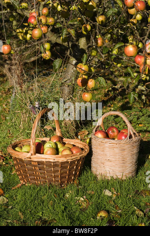 Jonagold Äpfel in Körben Stockfoto