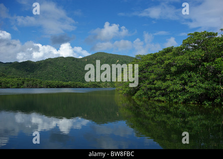 Mangroven am Urauchi River auf Iriomote Island, Yaeyama Inseln, Okinawa, Japan (größte Fluß in Okinawa) Stockfoto