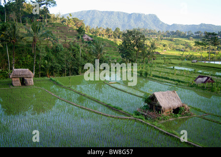 Sideman, Bali ist eines der schönsten Täler auf der Erde. Lebendige grüne Reisterrassen so weit das Auge sehen können. Stockfoto