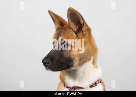 Japanischen Akita genannt Sumi im Alter von 16 Wochen. Stockfoto