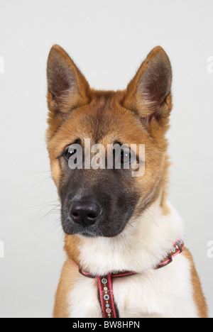 Japanischen Akita genannt Sumi im Alter von 16 Wochen. Stockfoto