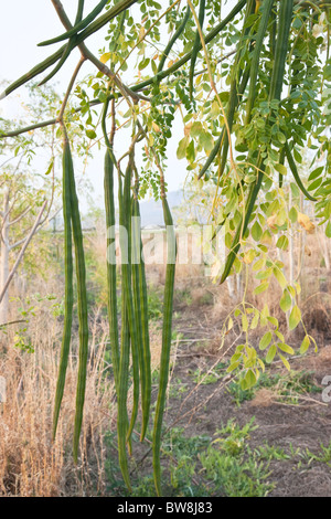 Moringa "Moringa Oleifera" Baum, Zweig, die Früchte trägt. Stockfoto