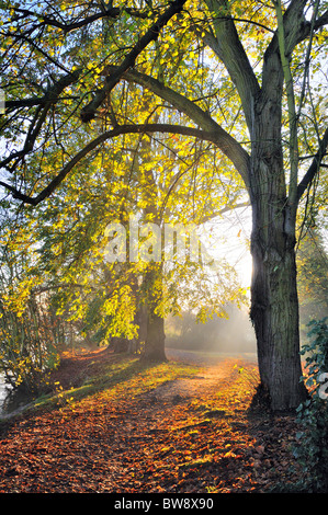 Herbstliche Bäume mit Sonne durch Platzen Stockfoto