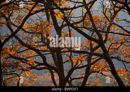 Im Herbst, eine Eiche (Quercus Robur) auf dem Coirón Plateau (Frankreich). Chêne Pédonculé En Automne Sur le plateau du Coirons. Stockfoto