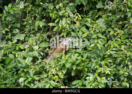 Eine große Erwachsene männliche gemeinsame Leguan (Iguana Iguana) ruht hoch in einem Baum im Nationalpark Tortuguero, Costa Rica. Stockfoto