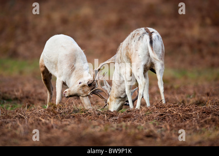 Damwild; Dama Dama; Hirsche Brunftzeit; Stockfoto