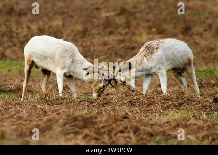 Damwild; Dama Dama; Hirsche Brunftzeit; Stockfoto