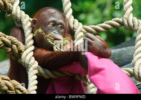 niedliche Baby Orang-Utan im Zoo spielen Stockfoto