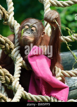 niedliche Baby Orang-Utan im Zoo spielen Stockfoto