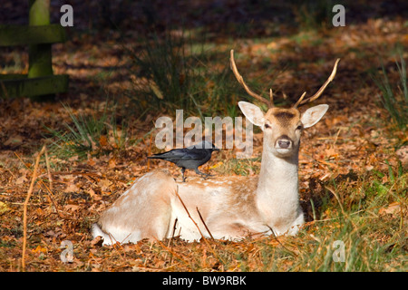 Damwild; Dama Dama; Hirsch mit Dohle auf dem Rücken; Stockfoto