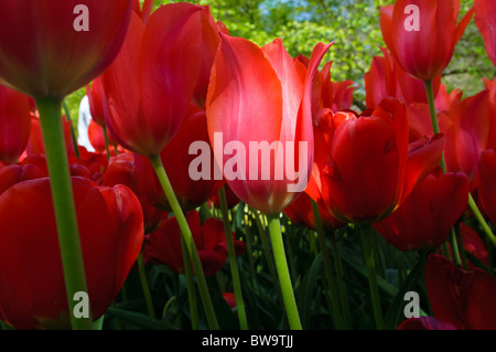 Bunte Tulpen Blumen blühen im Frühjahr. Stockfoto