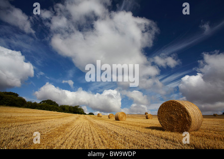 Strohballen, die Sammlung in einem Feld von Norfolk in Erwartung Stockfoto