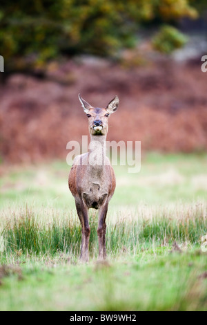 Red Deer; Cervus Elaphus; Weiblich; Stockfoto