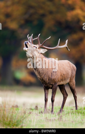 Red Deer; Cervus Elaphus; Hirsch brüllen; Stockfoto