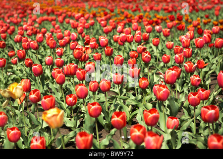 Hintergrund von roten Tulpen in der Stadt im Sommer Stockfoto