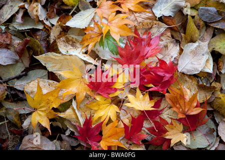 Bunte Herbst-Leraves Stockfoto