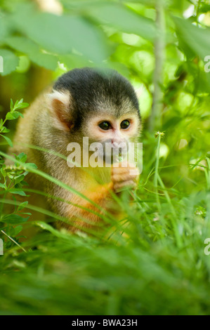 niedliche Eichhörnchen-Affe (Saimiri) Unterfamilie: Saimiriinae Stockfoto